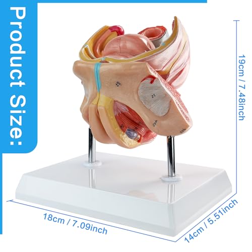 Image of Human Female Genitalia Organ Anatomical Model, Life-Size 4 Parts Female Genital System Anatomical Model with Colorful Manual and Stand for Medical Science Education Study or Teaching
