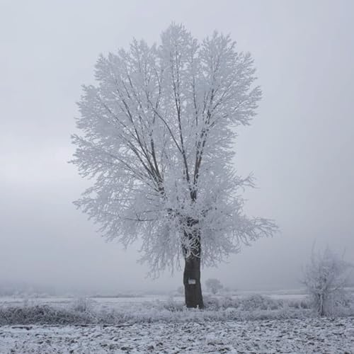 Estrellas de cristal