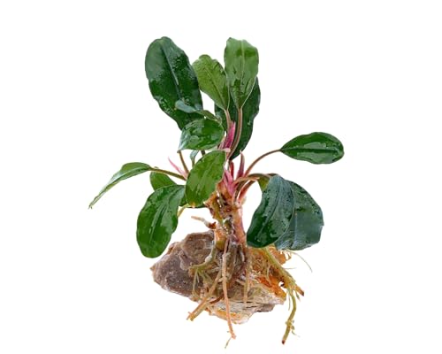 NatureHolic Bucephalandra Tricolor - Dreifarbige Aquarienpflanze - Pflegeleichte Aufsitzer Pflanze - Aquarium Deko Highlight