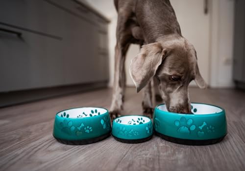 Hundenapf für kleine und große Hunde - Futternapf & Trinknapf für mittlere Hunde (M 1010ml), rutschfest, Smaragdgrün