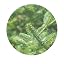Fir + Clove