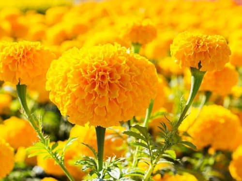 Image of Low Maintenance Hybrid Flower Seeds Combo Pack- All Year Flower Seeds Supply (9 VARIETY SOUTH INDIA ALL YEAR)