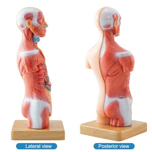 Image of Human Body Model for Anatomy Study, 15 Part 11'' Human Torso Model with Removable Organs Brain Lung Stomach Heart for Medical Student Lab & Classroom Use