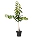 Produktbild Kirschbaum Burlat frühe robuste Süßkirsche Buschbaum 110-140 cm im 10 Liter Topf Unterlage F12/I