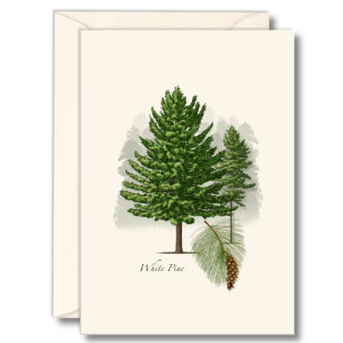 Image of Earth Sky + Water - White Pine Notecard Set - 8 Blank Cards with Envelopes