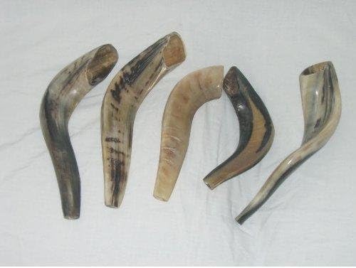 5 x Rams HORN SHOFAR 12"-14" From Israel New Jewish