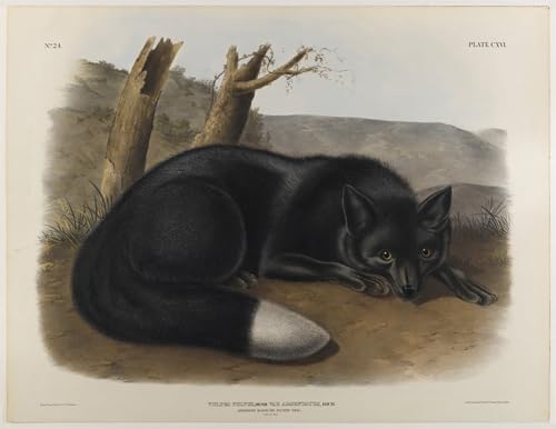 Affiche Mur Art Poster John Audubon Toile Graffiti Noir Argent 60x90cm