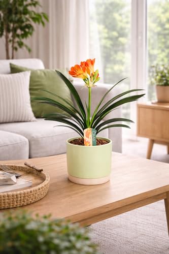 Clivia miniata Riemenblatt Klivie ca. 40 cm – Zimmerpflanze für Wohnzimmer & Büro – Pflegeleicht, Blühend, Grüne Dekoration für Innenräume