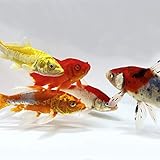 Toledo Goldfish Live Koi and Goldfish Combo for Ponds, Aquariums or Tanks – USA Born and Raised...