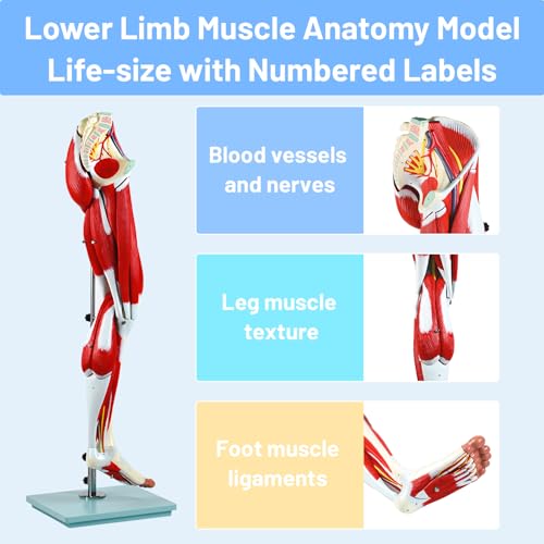 Image of JNMFTD Human Leg Muscles Anatomy Model, 45in Life Size 14 Parts Lower Limbs Removable Arteries Nerves Bones Veins Tendon Foot with Product Manual Wooden Base for Study Teaching Medical Educational