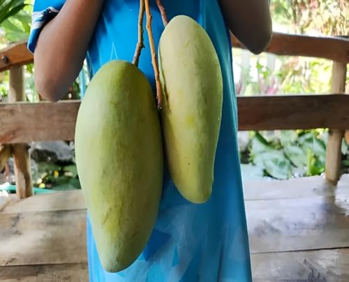 Image of Frash Healthy Live Grated Plant Bari 11 Mangofruit Tree || For Home Garden Outdoor Indoor Plant. (Plant Height 2Ft-2.5Ft)
