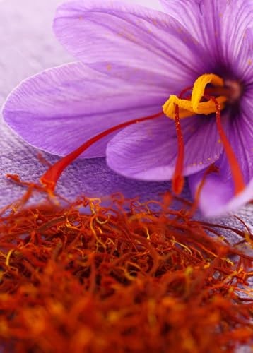 Image of Live Original Saffron Bulbs Pack of 5 - Crocus Sativus Kesar Flower Plants