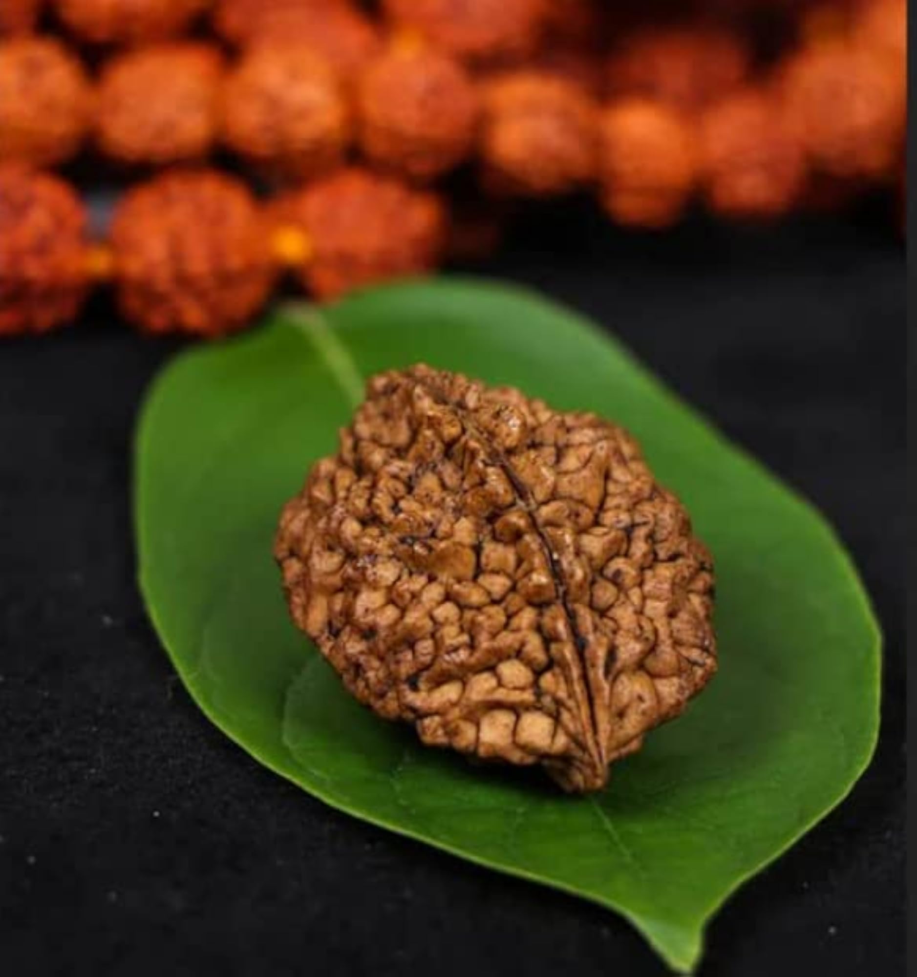 Do Mukhi Rudraksha Original Two Mukhi Rudraksha
