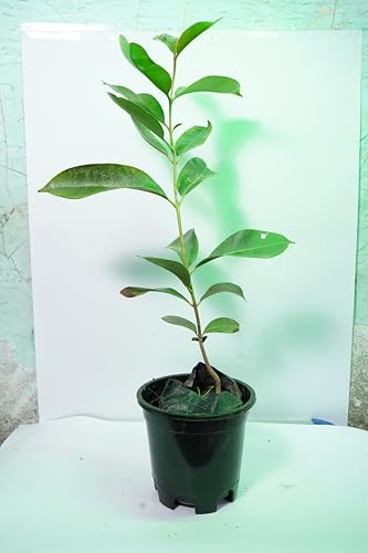 Image of Live Jamun Fruit Plant (Syzygium cumini) ? Black Plum Tree for Outdoor Gardening | Fast Growing, Healthy Live Plant ? Pack of 1