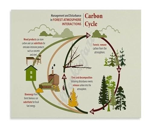 The Carbon Cycle Science Education Poster Environmental Biology Ecosystem Sign Wall Art for Classroom(Unframed,12x18inch(30x45cm