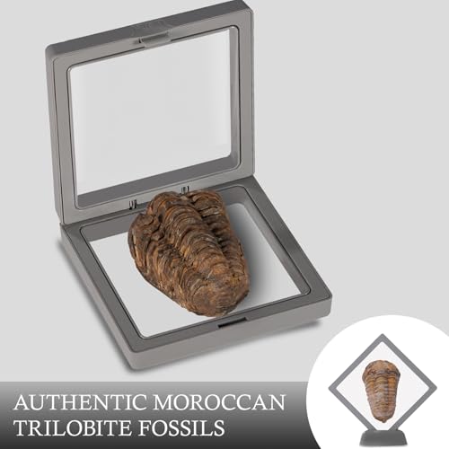 Image of Calymene Trilobite Fossil from Morocco, Real Fossils for Adults, Fossil Enthusiasts, Trilobites Fossils Paleontology Gifts for Men Women, Fossil kit Trilobite Specimen with Display Frame & Fact Sheet