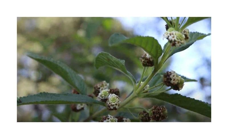 Pcs - 10x Lippia Javanica Bush Garden Plants - Seeds B1271 & Plants Shop by Ipsa