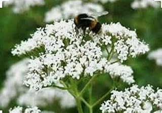 Heirloom Garden Valerian 100 Seeds - Valeriana officinalis, Organic Fresh Seeds Non-GMO, Indoor/Outdoor Seed for Planting Home Garden
