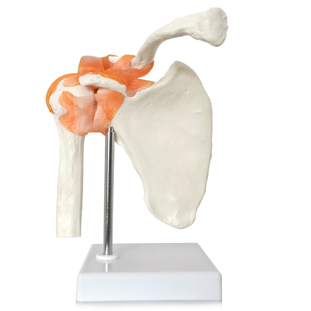 Buy Anatomical Shoulder Joint Model Medical Anatomy Skeleton, Human