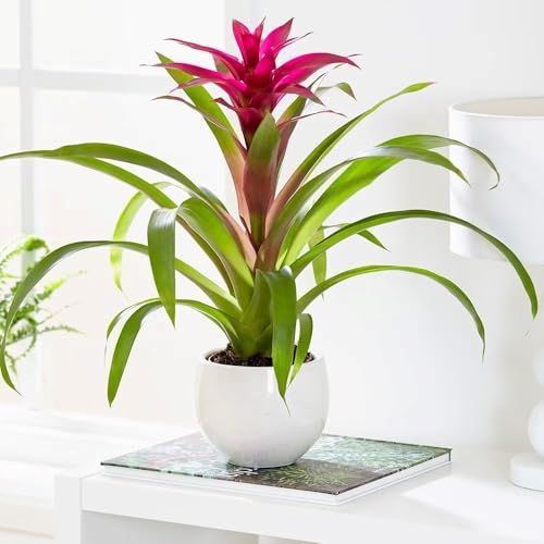 Plant Theory 12cm Pot 45cm Tall Bromeliad Voila Guzmania House Plant