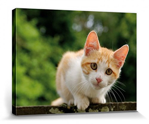 1art1 Quadro Su Tela 120x60 Cm | Gatti E Cani Amici | Fox Terrier E Gattino | Stampa Artistica Su Barella