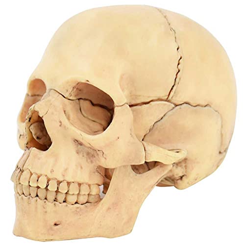 Modèle anatomique de crâne 1:2 pour formation médicale et enseignants