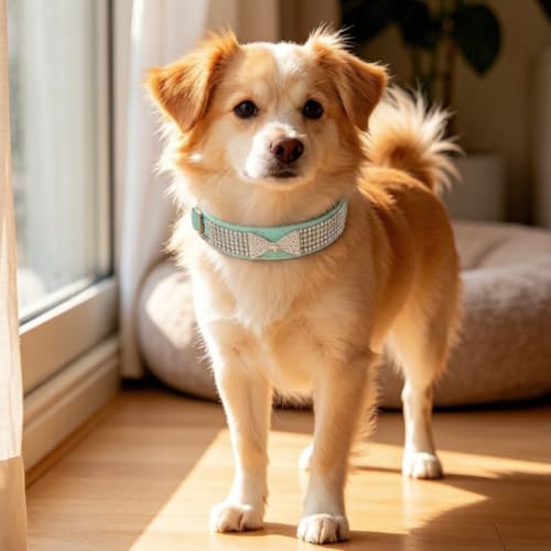 Collar de perro pequeño cachorro o gato con diamantes de imitación morado M 8