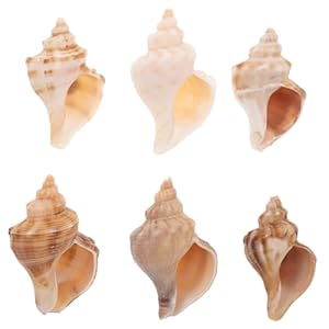 JOINPAYA Muschelhörner Küstendekor Aquarium-Dekorationen