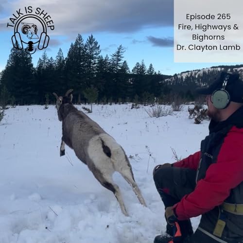 Fire, Highways & Bighorns: Wild Sheep Conservation in the Kootenays with Dr. Clayton Lamb
