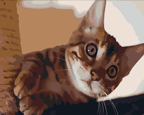 Kit Point de Croix 11CT Chaton Surpris | Broderie Estampée