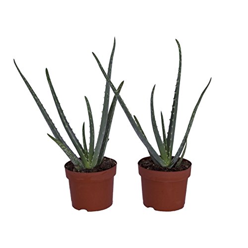 Dominik Blumen und Pflanzen, Echte Aloe Vera, 12cm Topf, ca. 20 - 30 cm hoch, 2 Pflanzen & Efeutute, Epipremnum aureum, 2 Pflanzen, Zimmerpflanzen, rankend, Ampelpflanzen - Image 4