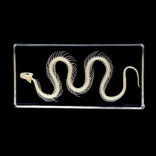 Esqueleto de serpiente transparente de gran nitidez para pisapapeles 3