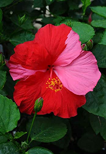 Bee Green Live Gudhal/Hibiscus Flower Plant - Beautiful Decorative ...