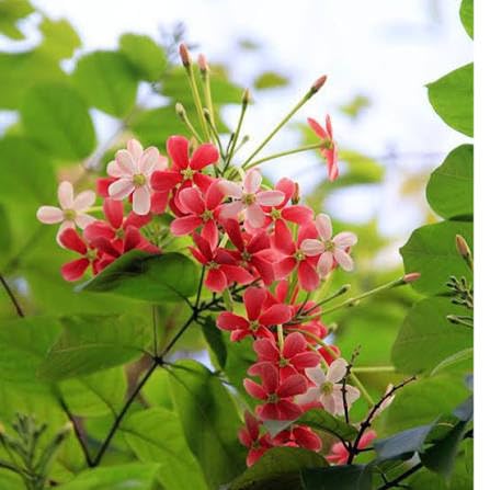 Madhu Malati Creeper Live Plant Pack of 1 | Rangoon Creeper | Fragrant Ornamental Flower Plant for Balcony Terrace & Garden-image-5