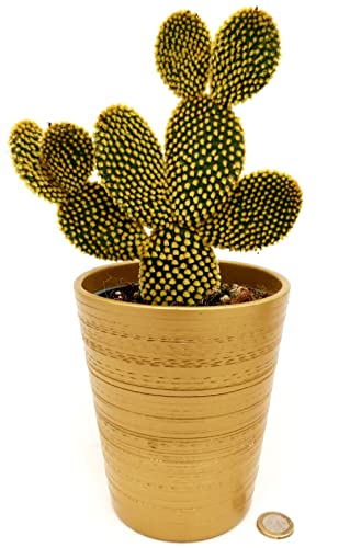 POWERS TO FLOWERS - FICO D'INDIA, OPUNTIA COMPATTA A SPINA GIALLA IN VASO CERAMICA ORO, VASO 13CM DIAMETRO, pianta vera