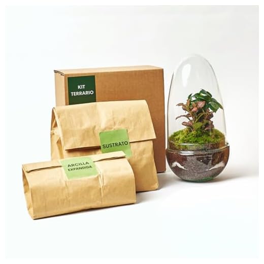 Kit Terrario Plantas Cristal - Cúpula con Ficus Ginseng y Fittonia | Terrario DIY | Jardin Eterno en Cristal o Ecosistema Cerrado | Ideal para Decoración Hogar (Pequeño)