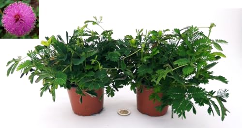 POWERS TO FLOWERS - MIMOSA PUDICA, DUE PIANTE, piante vere