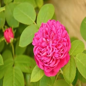 100pcs Damask Rose Flower Seeds