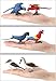 Warmtree Simulated Macaws Kingfisher Blue-Footed Booby Model Realistic Plastic Parrot Figurines Bird Action Figure, Set of 6