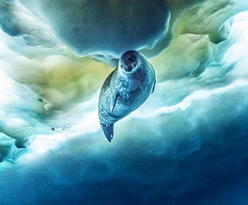 Sieben Kontinente: Ein Planet – 4K Blu-ray (UHD Blu-ray Disc)