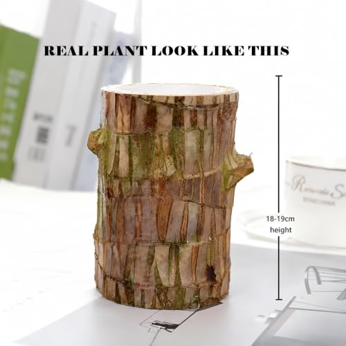 Image of Gradengems Lucky Brazilian Wood Live Plant Without Pot | 18-19 cm | Low Maintenance Indoor Plant for Home, Office & Living Room Decor