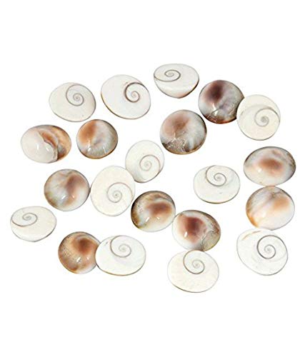Arvachin Gomati Chakra 21 Pcs | Medium Size