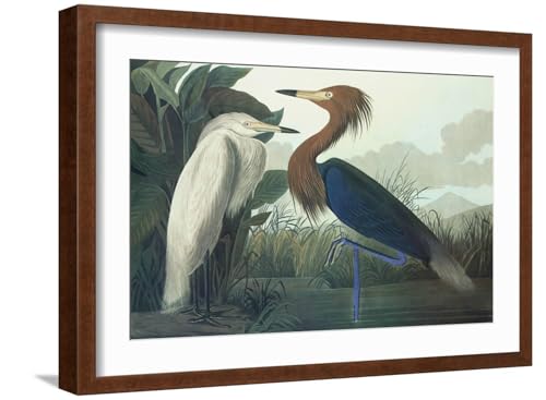 ART.COM Wall Art Print Purple Heron on Brown Frame by John James Audubon, 22" x 16"