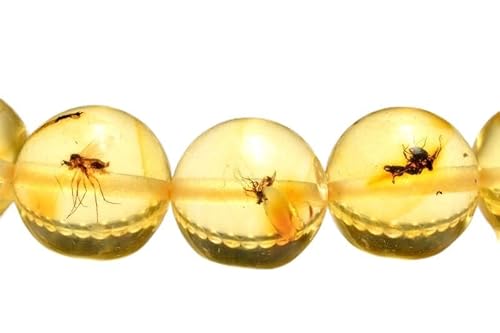 虫入り琥珀」の人気商品一覧 | 安い商品を通販サイトから探す - 価格.com