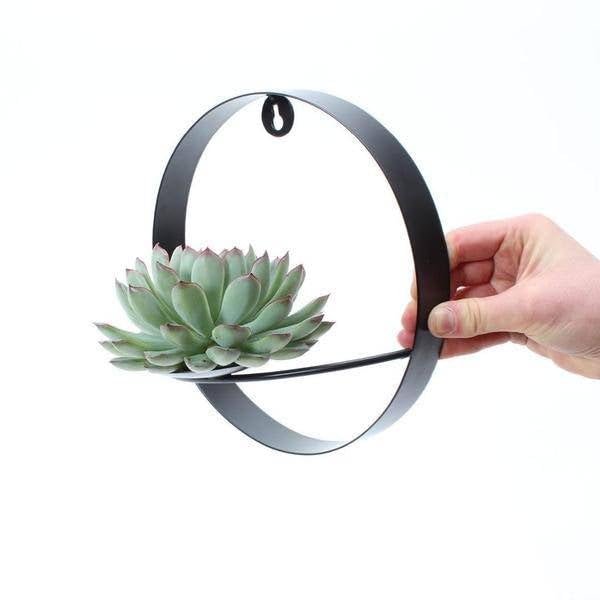 Echeveria Pulidonis - Piante succulente di taglio Rootless - Rosetta Ø 12-14 cm con anello decorativo da parete nero, diametro 20 cm, facile da pulire e idea regalo