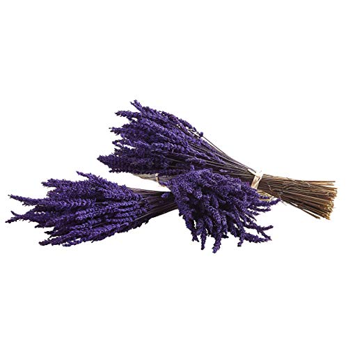 Lavanda Experience, Pack de 3 Ramos de Flores Naturales de Lavanda Preservadas...