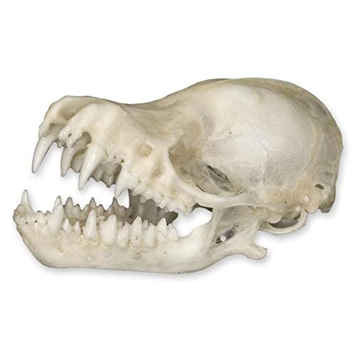 Real Bat Skull A Quality