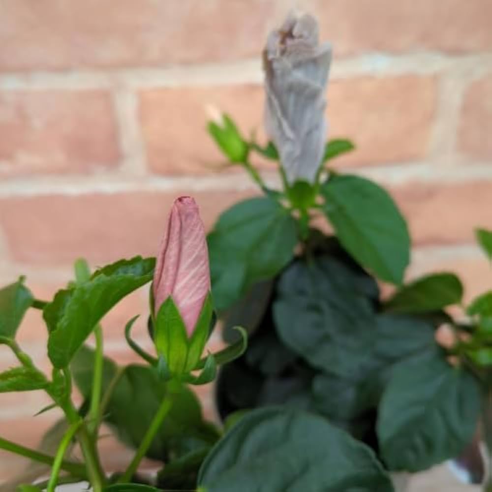 Amazon.co.jp: 晩秋まで咲き続け毎年楽しめる ハイビスカス