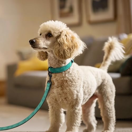 Didog Hundehalsband aus weichem, gepolstertem Leder, atmungsaktives, strapazierfähiges Hundehalsband aus Leder mit Verstellbarer, rostfreier Metallschnalle für mittelgroße und große Hunde, Grün, M