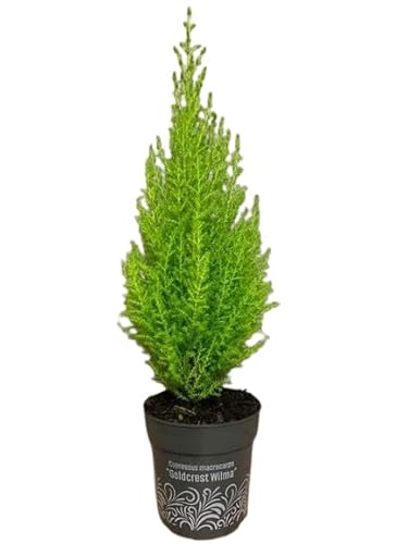 Ciprés Amarillo Goldcrest Natural Árbol de Exterior - Belleza Soleada para tu Hogar